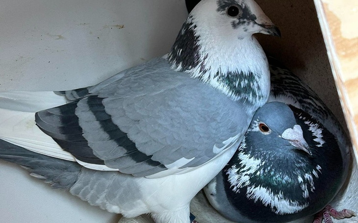 Zbiórka Pomóc poszkodowanym hodowcom w p - zdjęcie główne