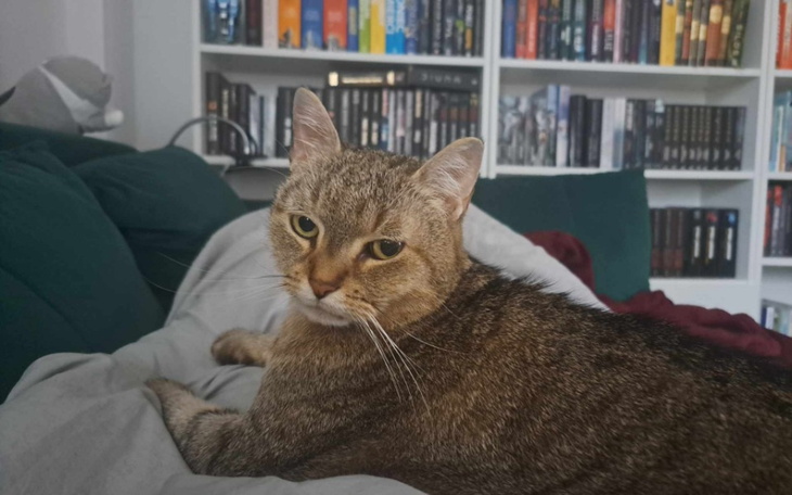 Zbiórka Leczenie FIP u kotki Mary - zdjęcie główne