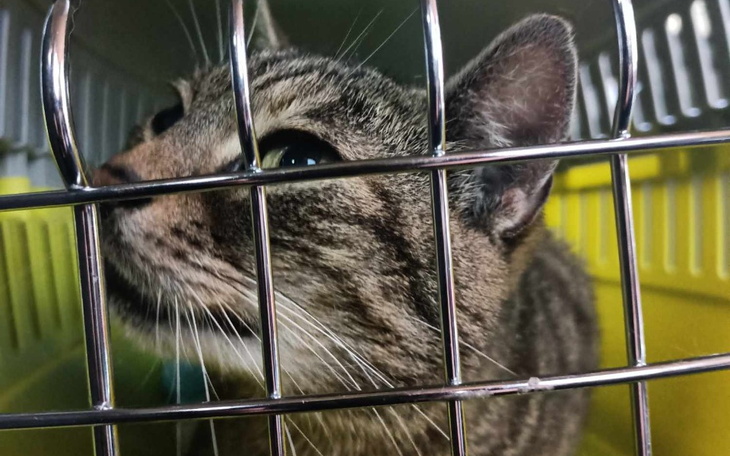 Zbiórka Leczenie przygarniętej kotki - zdjęcie główne