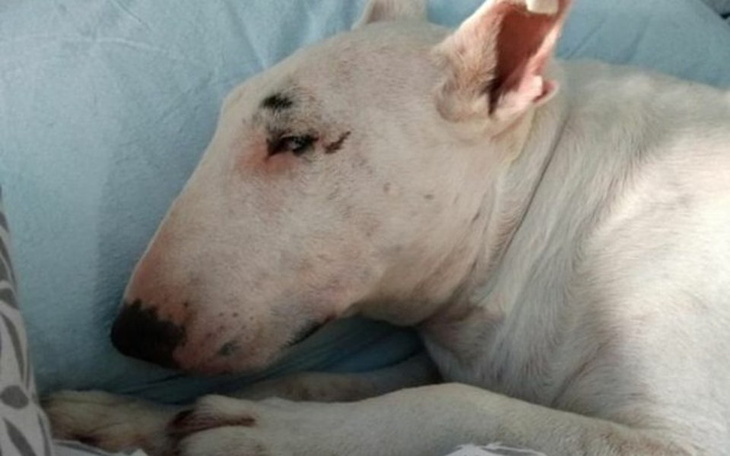 Zbiórka Wyleczmy bulterierkę Chilly - zdjęcie główne