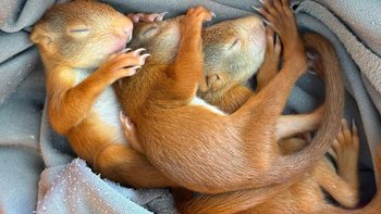 Zbiórka Ratujemy dzikie maluchy wiosną! - miniaturka zdjęcia