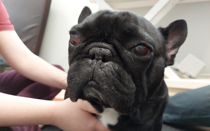 Zbiórka Ratujemy naszego psa - zdjęcie główne