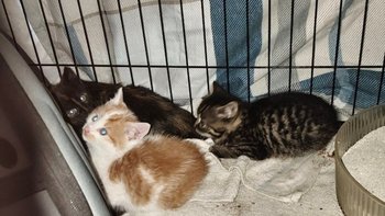 Zbiórka 3 kocięta i mama proszą o pomoc - miniaturka zdjęcia