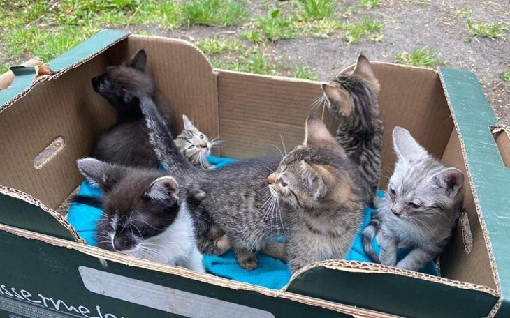 Zbiórka Małe bączki - zdjęcie główne