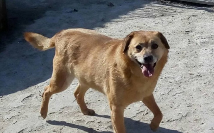 Zbiórka Ratunek schroniska w Krzesimowie - zdjęcie główne