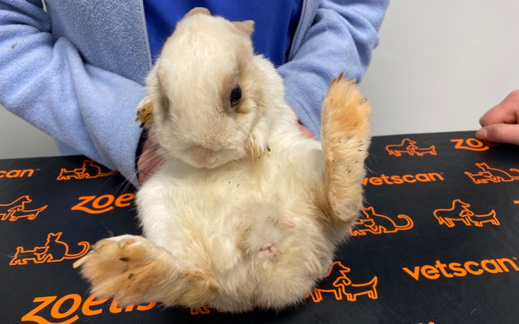 Zbiórka Ratunek dla Śmiecika - zdjęcie główne