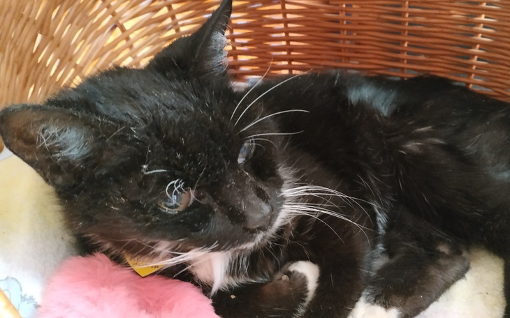 Zbiórka Pilna operacja kota Lusi - zdjęcie główne