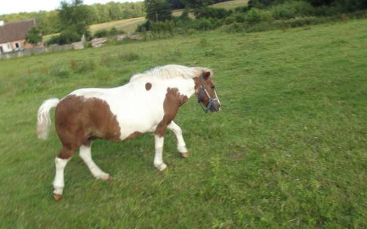 Zbiórka zbiórka na leczenie Łatka - zdjęcie główne