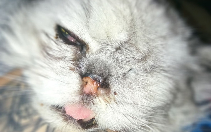 Zbiórka Flay, senior z Ukrainy chce żyć - zdjęcie główne