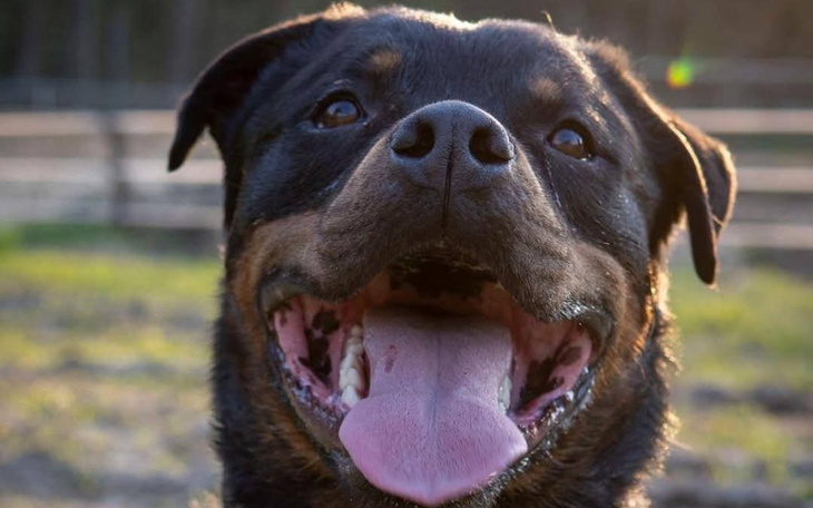 Rottweiler z szerokim uśmiechem, w naturalnym otoczeniu.