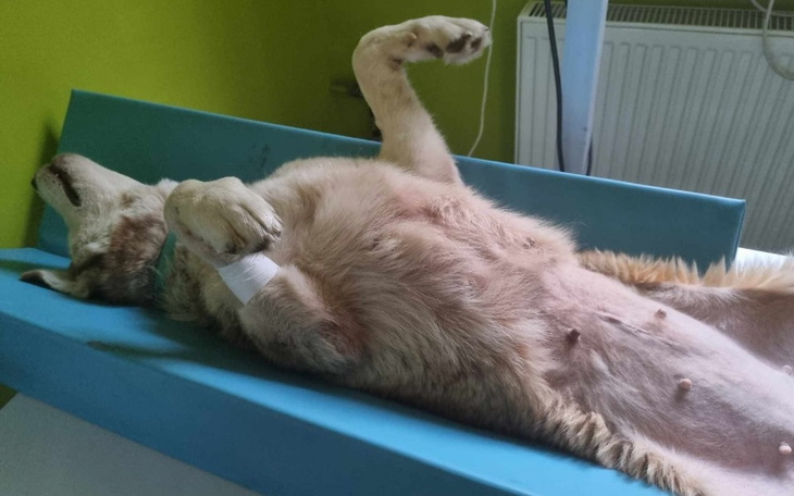 Pies leżący na stole, z uniesionymi łapami, w relaksującej pozycji.