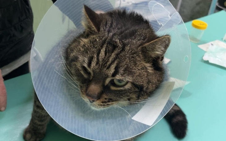 Kot w kołnierzu ochronnym, wygląda na zmartwionego.