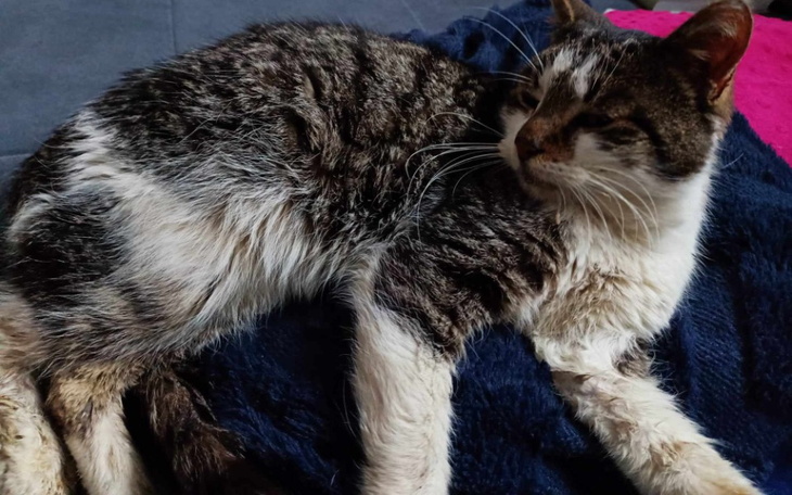 Zbiórka Ratunek dla Lulusia - zdjęcie główne