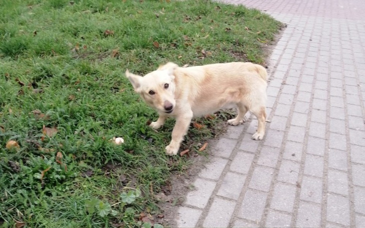 Zbiórka Zbiórka dla zwierzaków topólka - zdjęcie główne