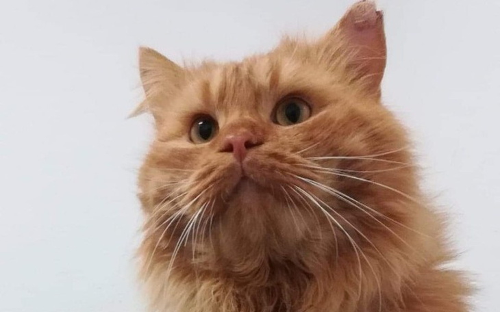 Zbiórka Oscar - boski kot ❤❤ - zdjęcie główne