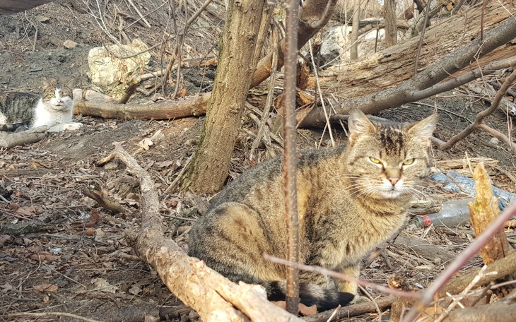 Zbiórka Urodzinowe skrzydła - zwierzętom - zdjęcie główne