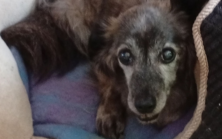 Starszy piesek odpoczywający na miękkim kocu.