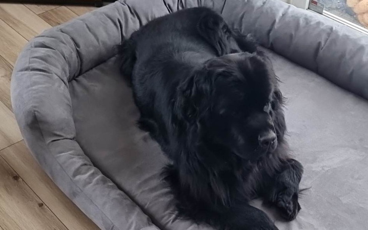 Zbiórka Na leczenie nowofunlanda Leo - zdjęcie główne