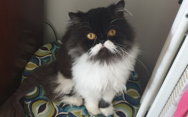 Zbiórka Garfield walczy - zdjęcie główne