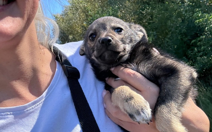 Zbiórka 11 szczeniąt - walka z czasem - zdjęcie główne