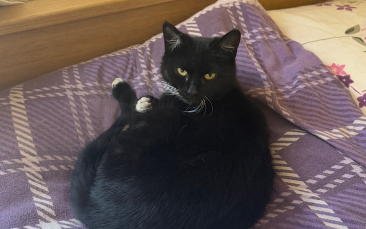 Czarny kot leżący na fioletowej pościeli, z ciekawym spojrzeniem.