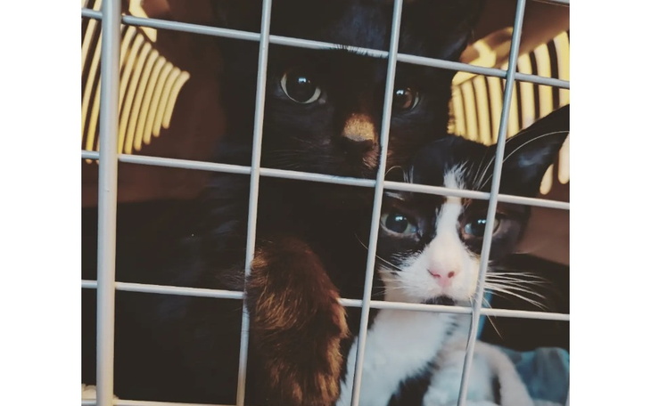 Zbiórka Zana i Nikoś walczą o życie - zdjęcie główne