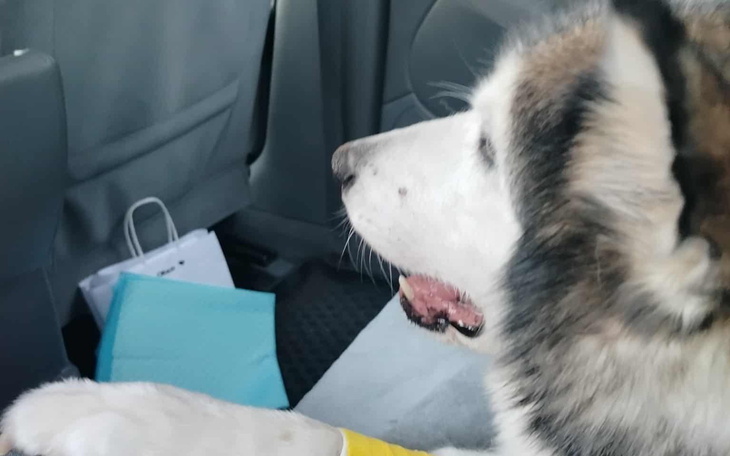 Pies w samochodzie, patrzący przez okno.