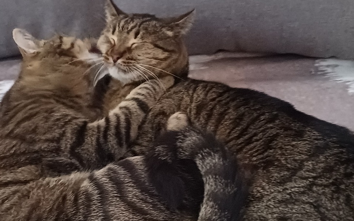 Zbiórka Zbieram na food tracka Pomóżci - zdjęcie główne