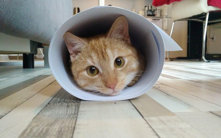 Zbiórka Naprawa Serwera - zdjęcie główne