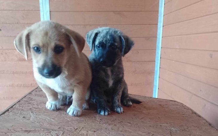 Zbiórka Na jedzonko i weterynarza - zdjęcie główne