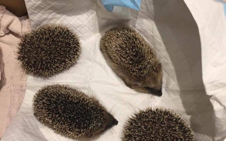 Cztery jeże leżące na białym papierze.