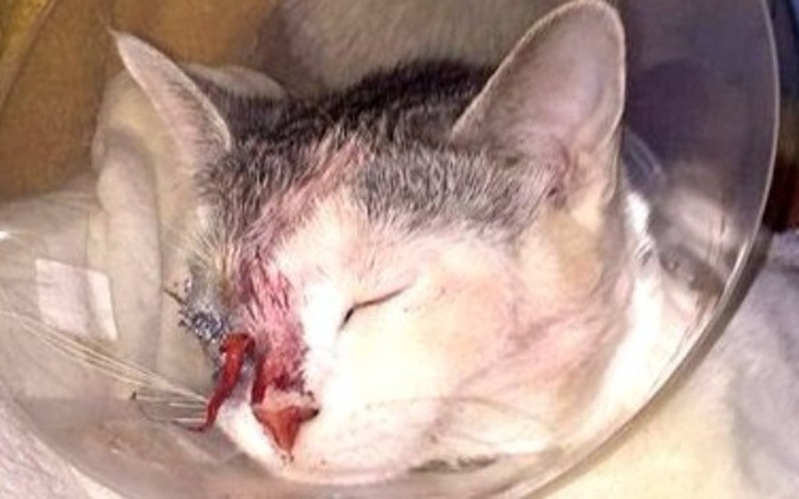 Zbiórka STRACIŁA oczko :( POMÓŻ Dusi - zdjęcie główne