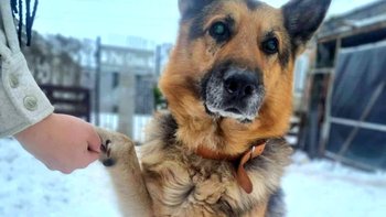 Zbiórka Mikołaj dla czterech Łapek - miniaturka zdjęcia