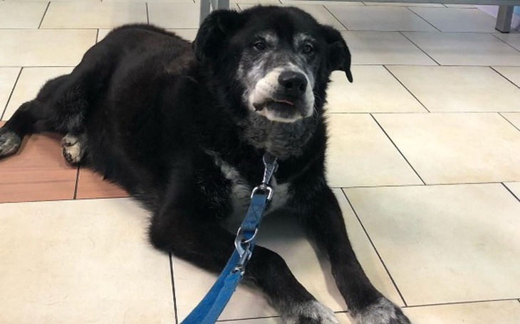 Zbiórka Starość bez bólu i cierpienia ! - zdjęcie główne