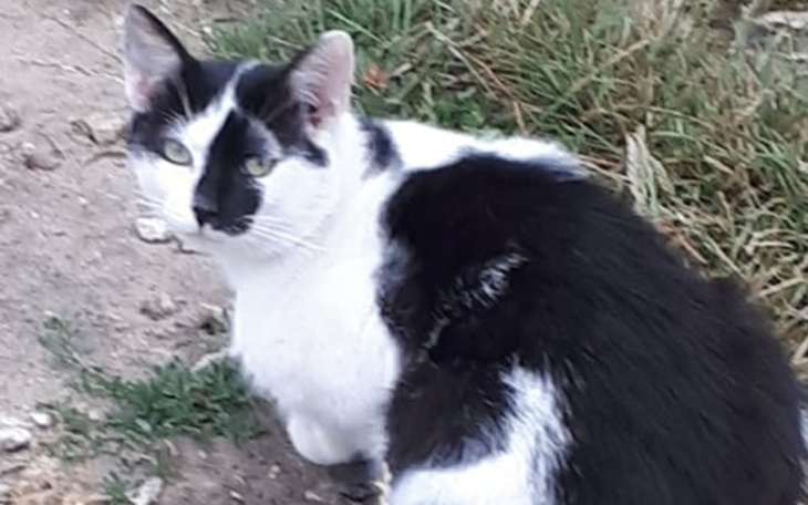 Zbiórka Food Homeless Animals in Poland - zdjęcie główne