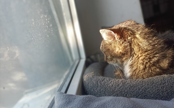 Zbiórka Jej serce miało bić dla kogoś - zdjęcie główne