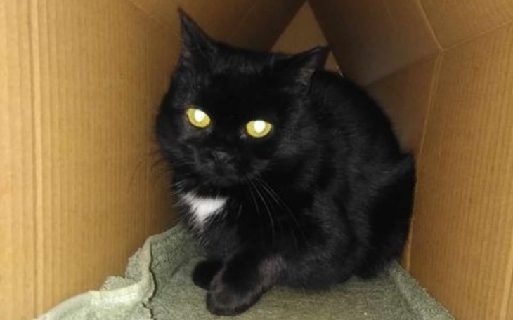 Czarny kot siedzący w kartonowym pudełku.