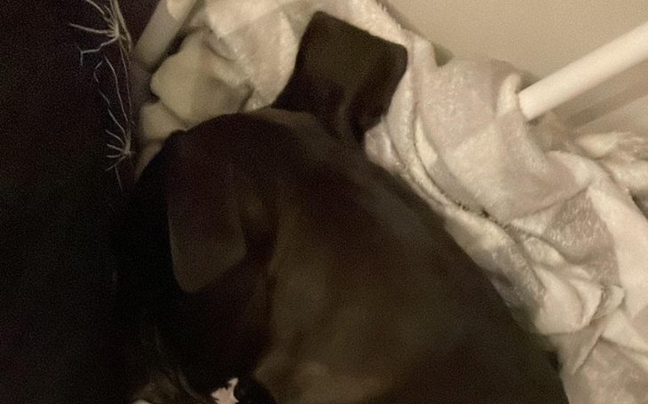 Zbiórka na leczenie psa o imieniu Lora - zdjęcie główne