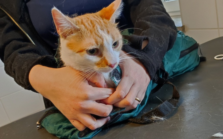 Zbiórka Żeby mógł normalnie żyć....Henry - zdjęcie główne