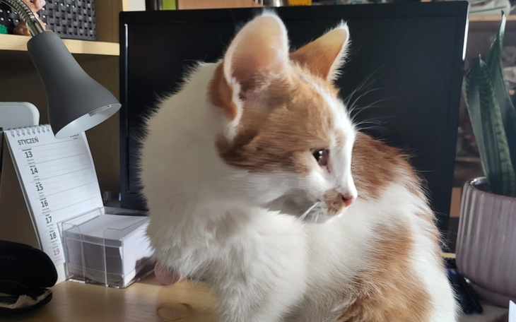 Kot o białym i rdzawym futrze, siedzący na biurku.