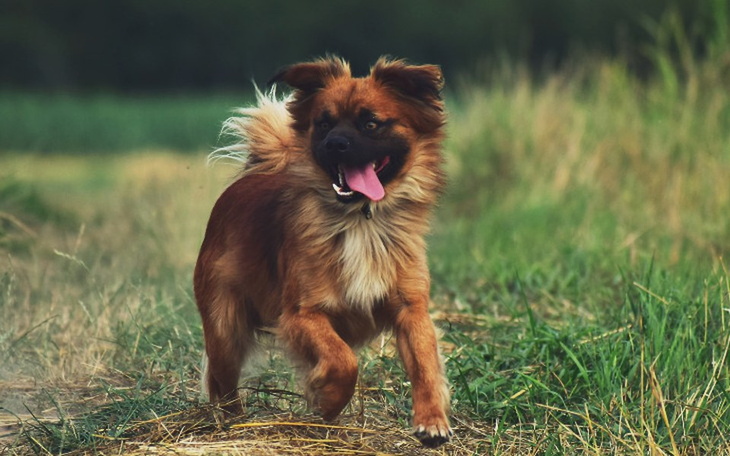 Zbiórka TRANSPORT do NOWEGO DOMKU - zdjęcie główne