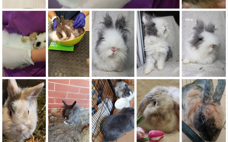 Zbiórka Królik zbiera na izolatkę - zdjęcie główne