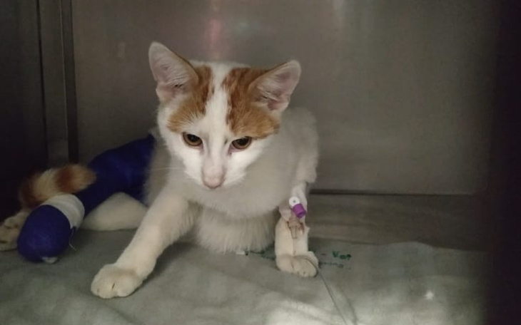 Zbiórka Finan -porzucony, połamany kotek - zdjęcie główne