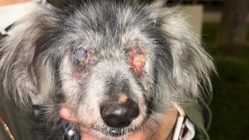 Zbiórka 2 miesiące umierała w Sobolewie - miniaturka zdjęcia