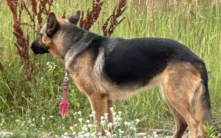 Zbiórka Nowe życie dla owczarka - zdjęcie główne