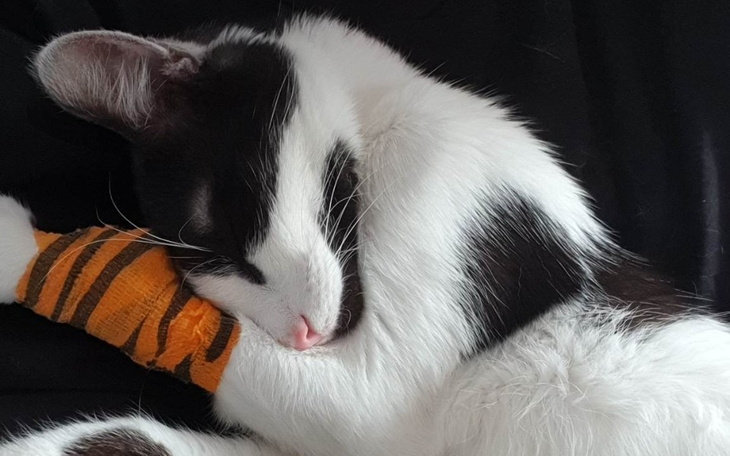 Zbiórka Zgredziu walczy o życie - zdjęcie główne