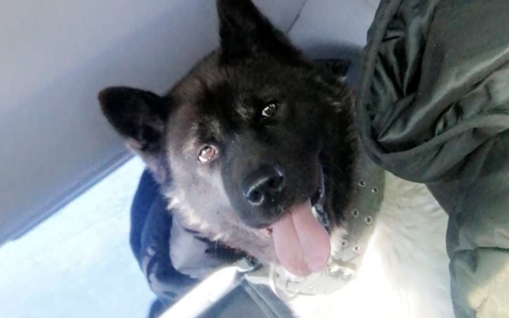 Zbiórka Ratowanie łapy pieska - zdjęcie główne