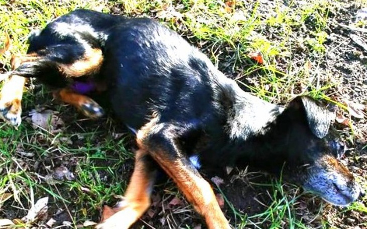 Zbiórka Zagrożone życie z zagłodzenia! - zdjęcie główne