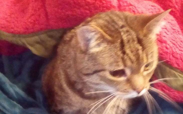 Zbiórka Leczenie i diagnostyka pusi - zdjęcie główne