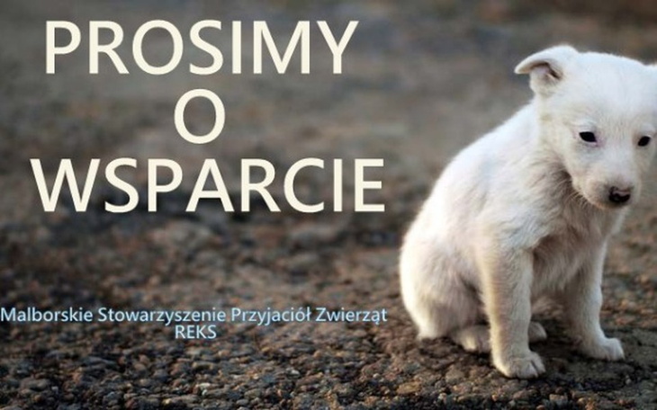 Zbiórka Reks potrzebuje wsparcia - zdjęcie główne